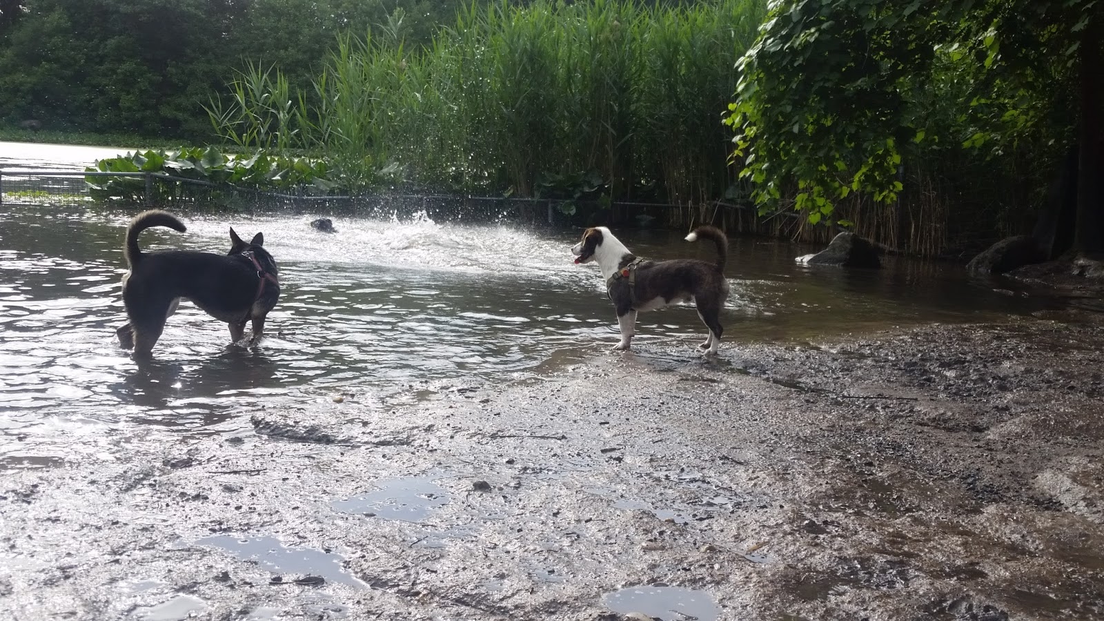 Photo of Prospect Park Dog Beach in Kings County City, New York, United States - 7 Picture of Point of interest, Establishment