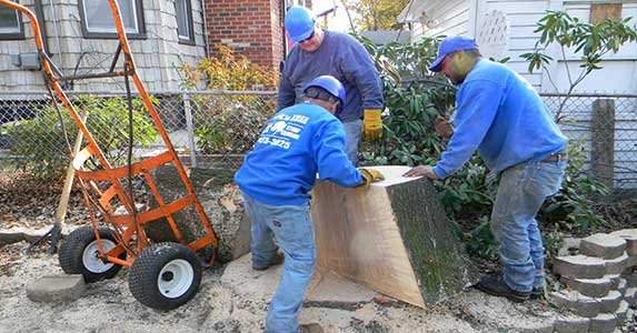 Photo of JRs Tree Services in Queens City, New York, United States - 6 Picture of Point of interest, Establishment