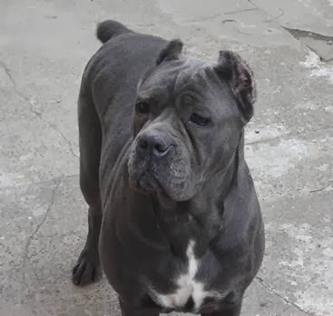 Photo of Acropolis Cane Corso Mastiffs in Bayonne City, New Jersey, United States - 2 Picture of Point of interest, Establishment