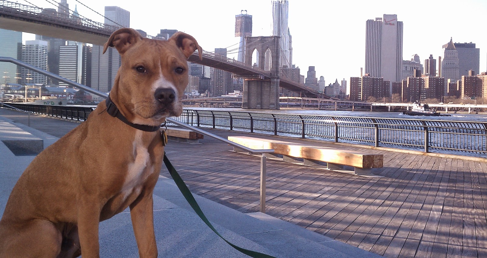 Photo of BarkBud Dog Walkers in New York City, New York, United States - 3 Picture of Point of interest, Establishment