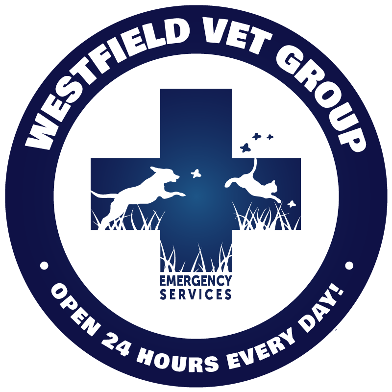 Photo of Westfield Veterinary Group in Westfield City, New Jersey, United States - 2 Picture of Point of interest, Establishment, Veterinary care