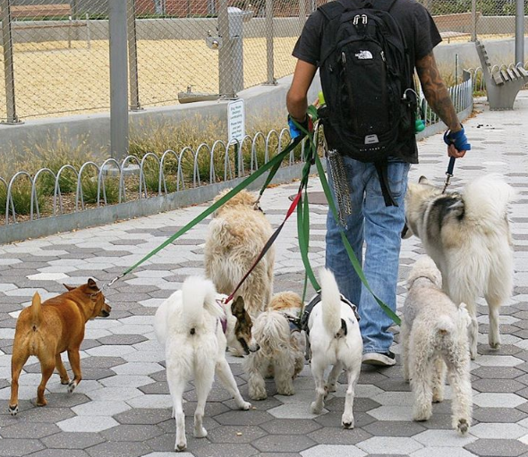 Photo of Gimme Paw Dog Walking Service in Queens City, New York, United States - 2 Picture of Point of interest, Establishment