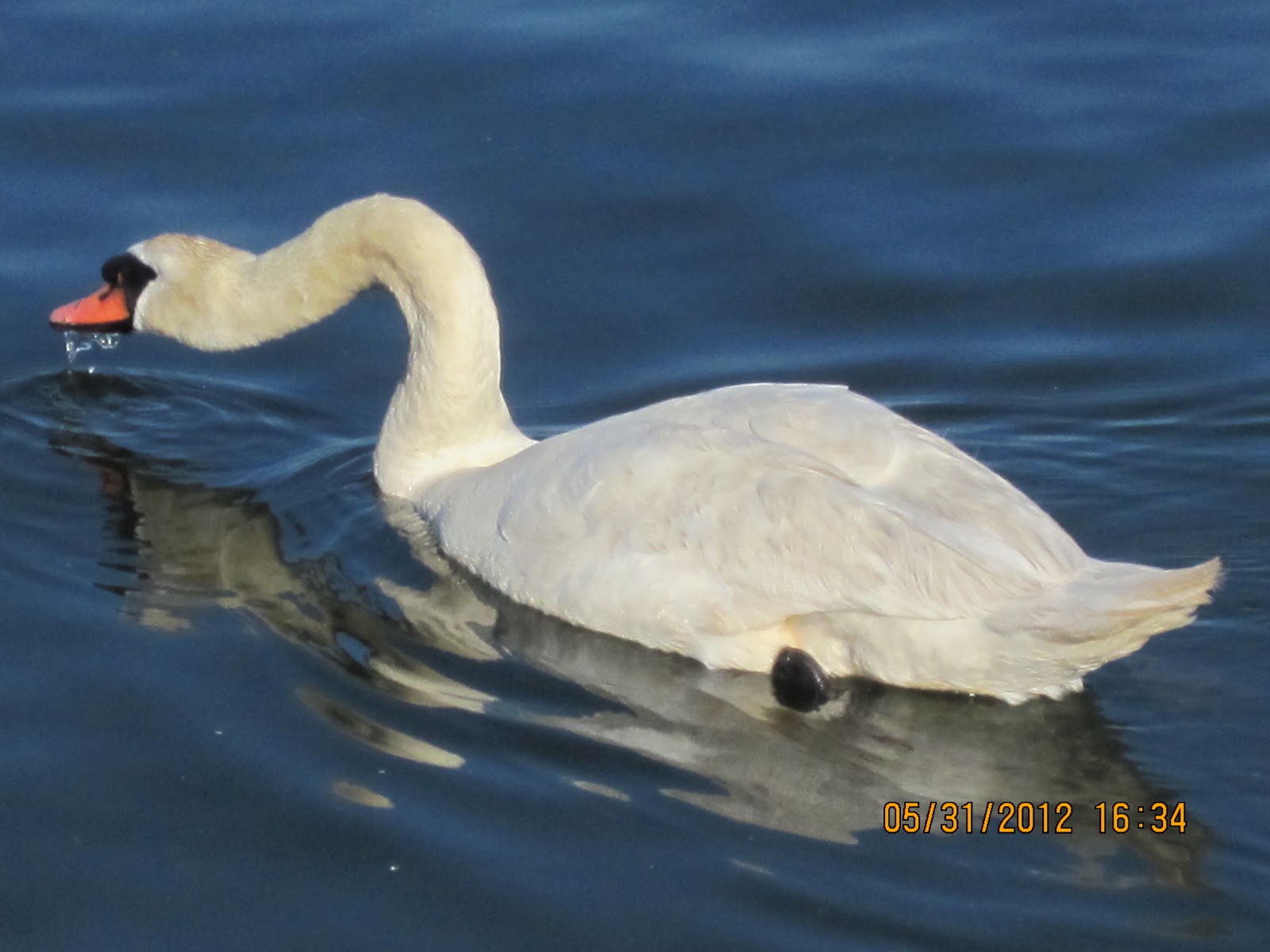 Photo of Sheepshead Bay Piers in Kings County City, New York, United States - 4 Picture of Point of interest, Establishment