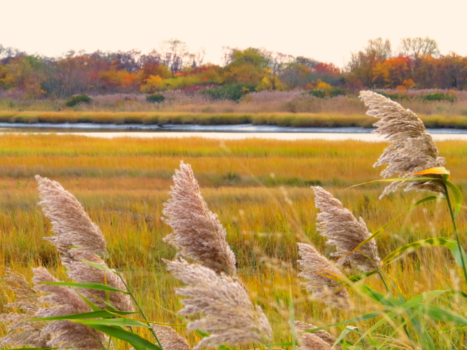 Photo of Salt Marsh Nature Center in Brooklyn City, New York, United States - 3 Picture of Point of interest, Establishment, Park