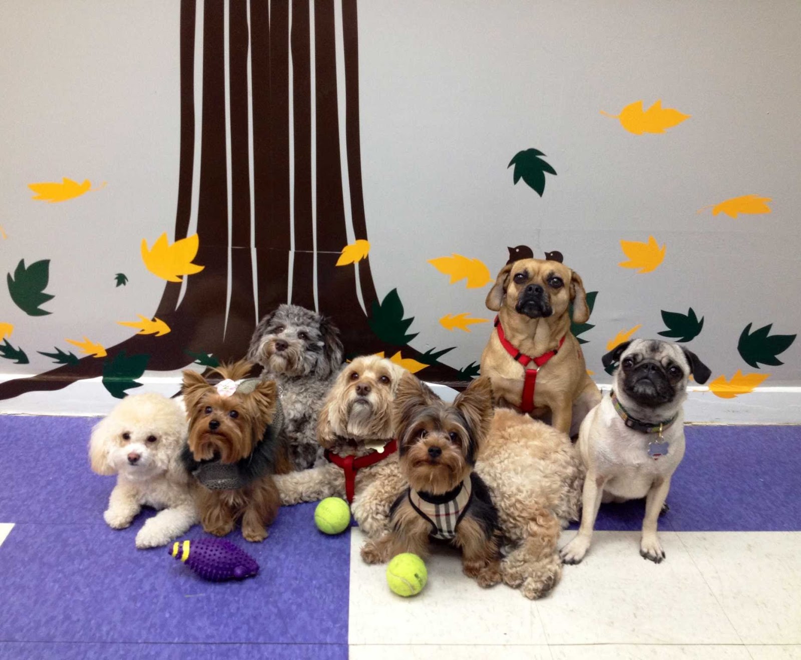 Photo of Heads To Tails for Dogs of NYC in New York City, New York, United States - 8 Picture of Point of interest, Establishment, Store, Pet store