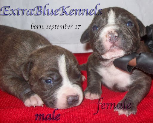 Photo of extra blue kennels in Kings County City, New York, United States - 1 Picture of Point of interest, Establishment, Store