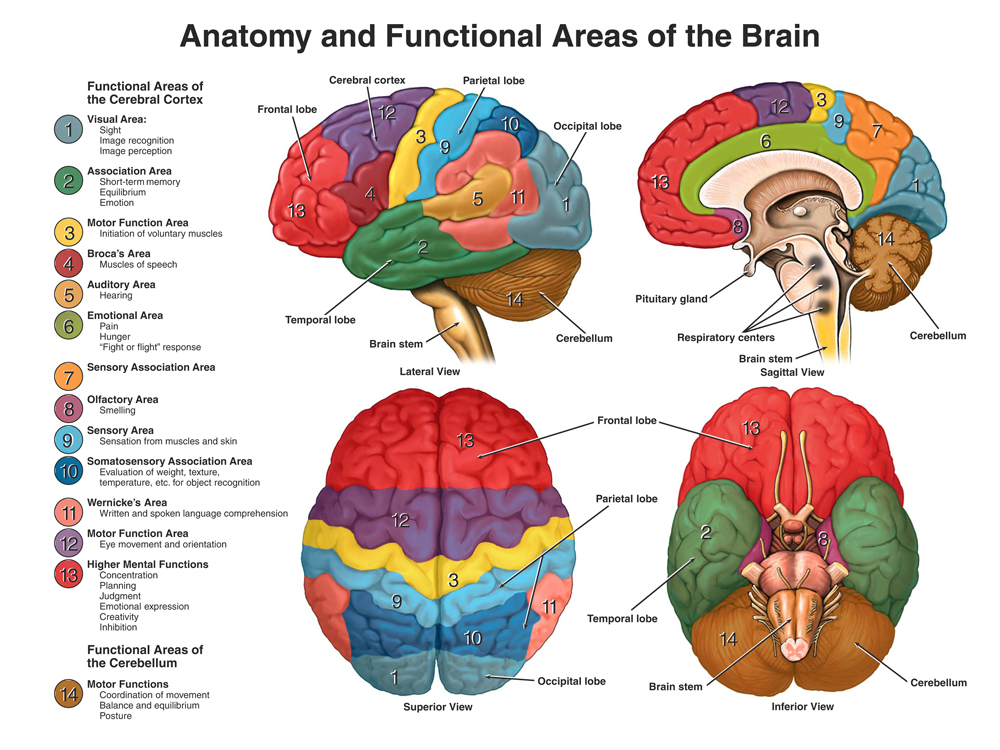 Photo of Advanced Psychological Assessment, PC; Shahal Rozenblatt, Ph.D. in Smithtown City, New York, United States - 5 Picture of Point of interest, Establishment, Health