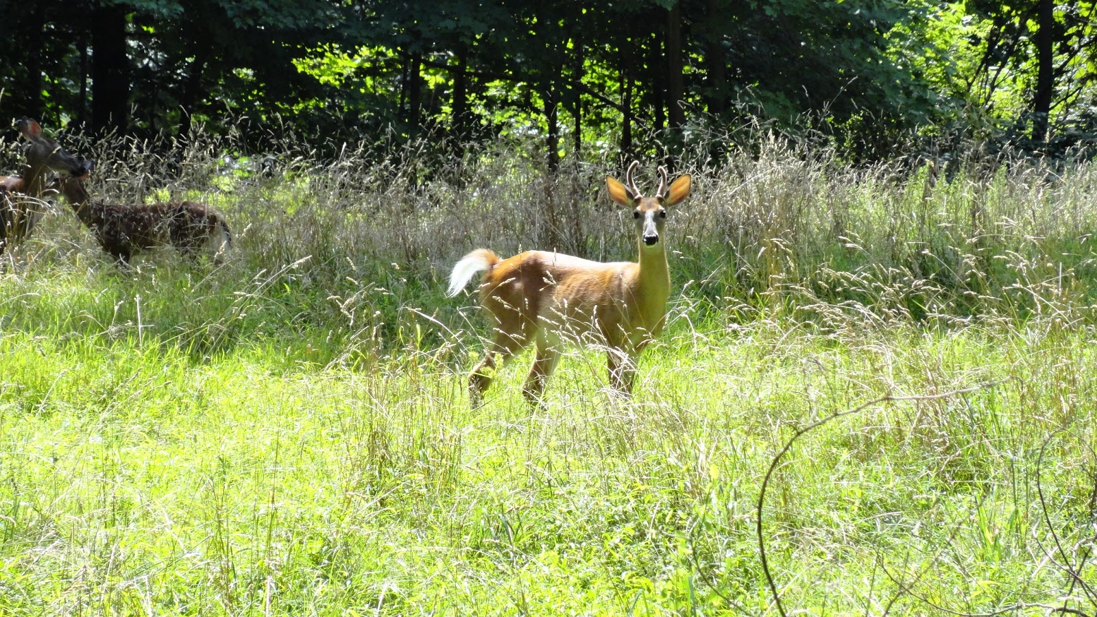 Photo of Lenoir Preserve in Yonkers City, New York, United States - 3 Picture of Point of interest, Establishment, Park