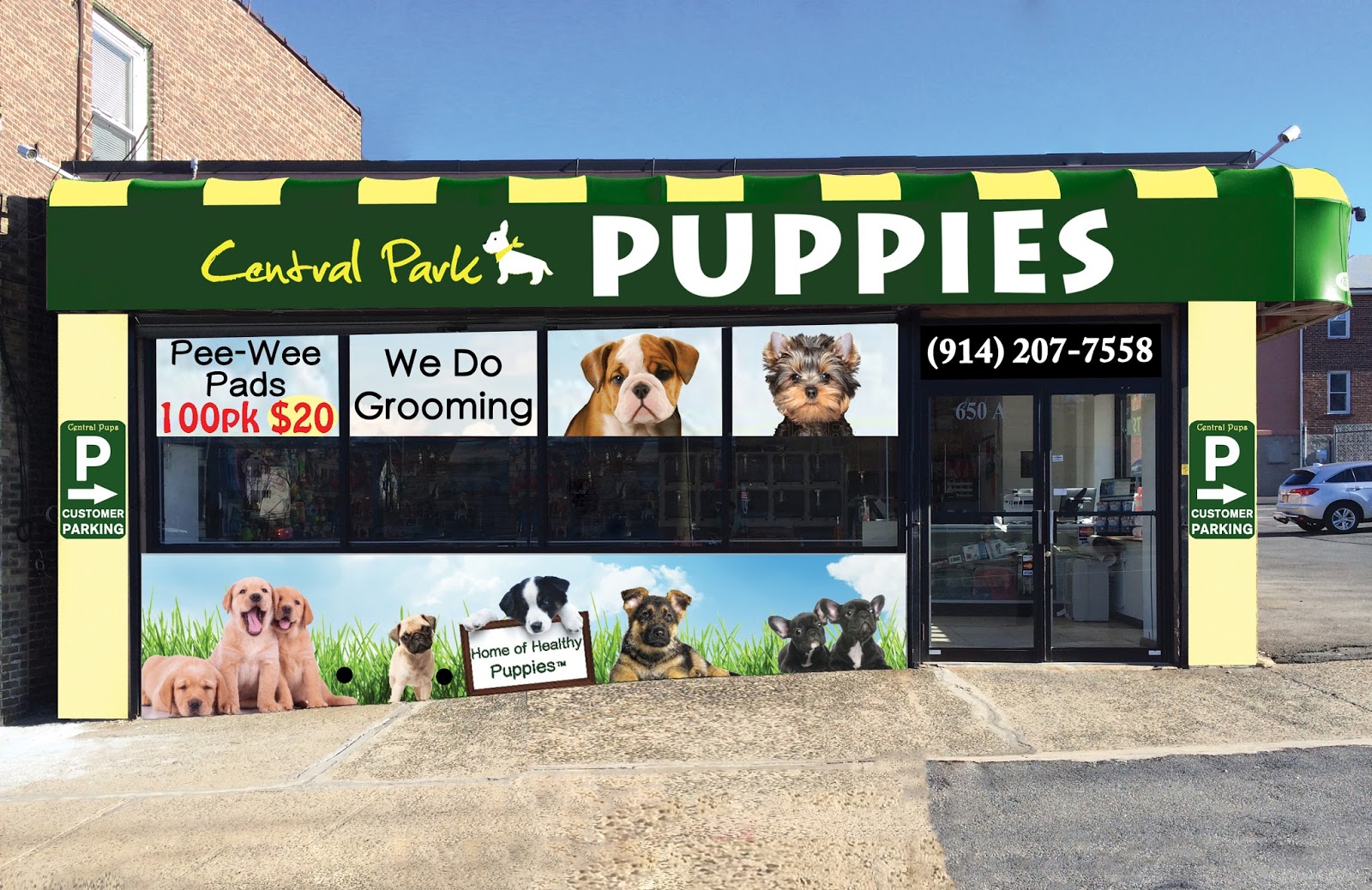 Photo of Central Park Puppies in Yonkers City, New York, United States - 3 Picture of Point of interest, Establishment, Store, Pet store