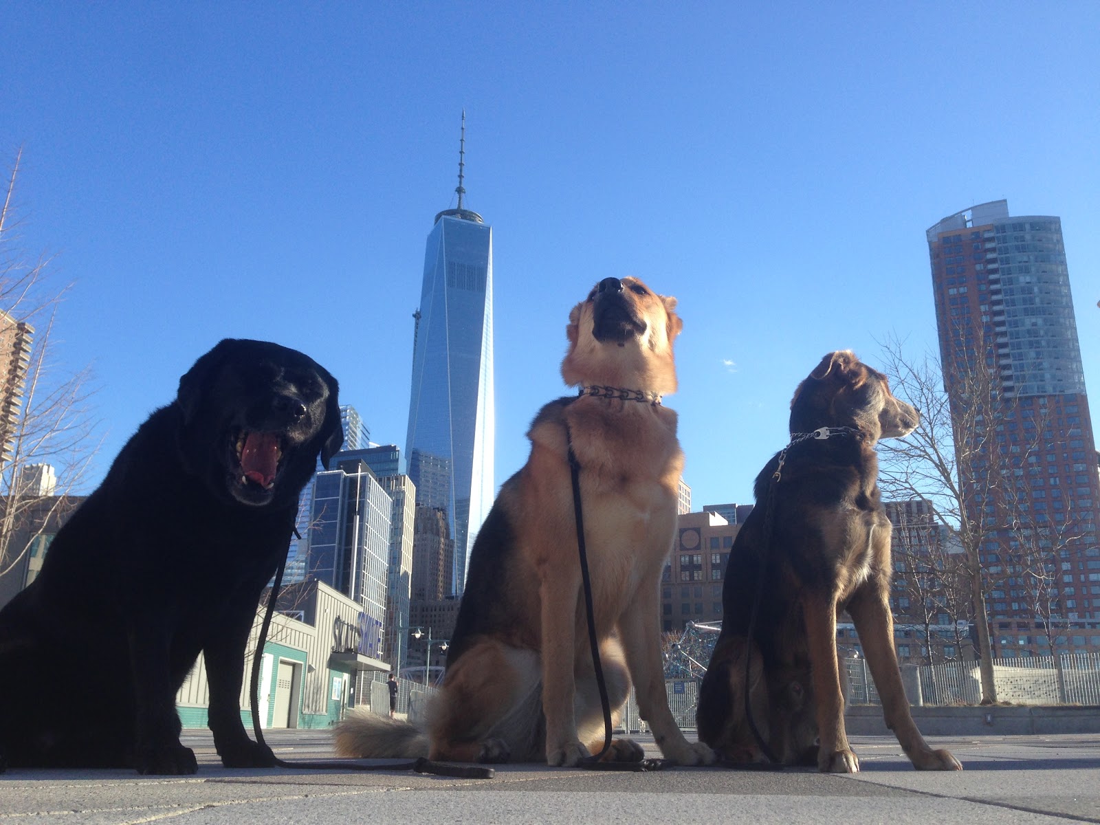 Photo of Dream Come True K9, LLC in New York City, New York, United States - 5 Picture of Point of interest, Establishment