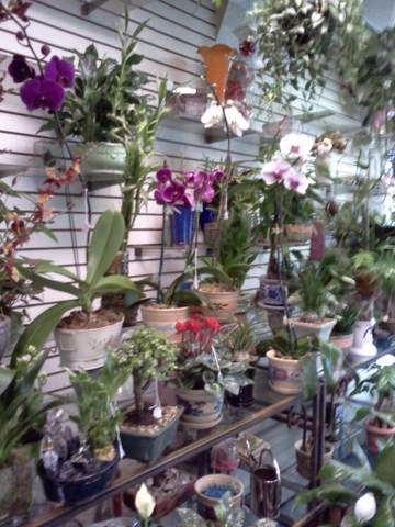 Photo of Bayside Florist, Inc. in Bayside City, New York, United States - 8 Picture of Point of interest, Establishment, Store, Home goods store, Florist