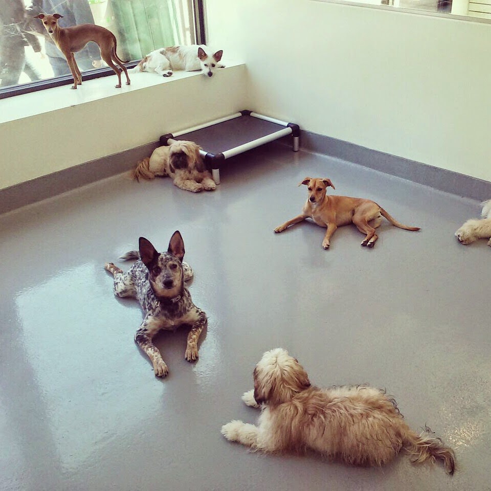 Photo of Dog Room Club | Dog DayCare in New York City, New York, United States - 3 Picture of Point of interest, Establishment, Store