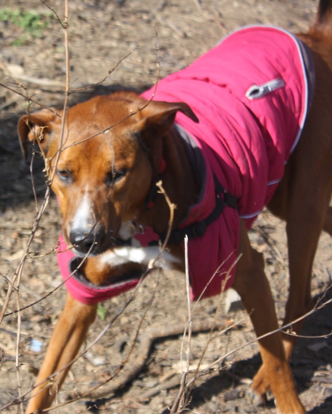 Photo of NYC Pet Nanny Astoria Dog Walking Service in Astoria City, New York, United States - 10 Picture of Point of interest, Establishment, Park