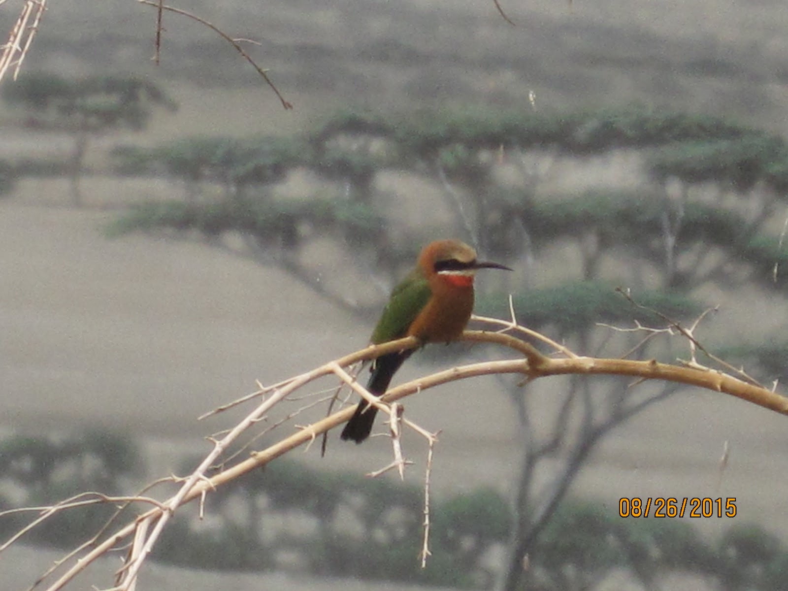 Photo of World of Birds in Bronx City, New York, United States - 2 Picture of Point of interest, Establishment