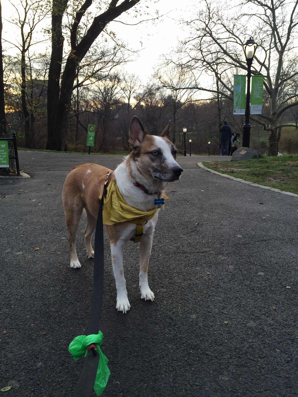 Photo of Gotham Dog Walkers in New York City, New York, United States - 3 Picture of Point of interest, Establishment