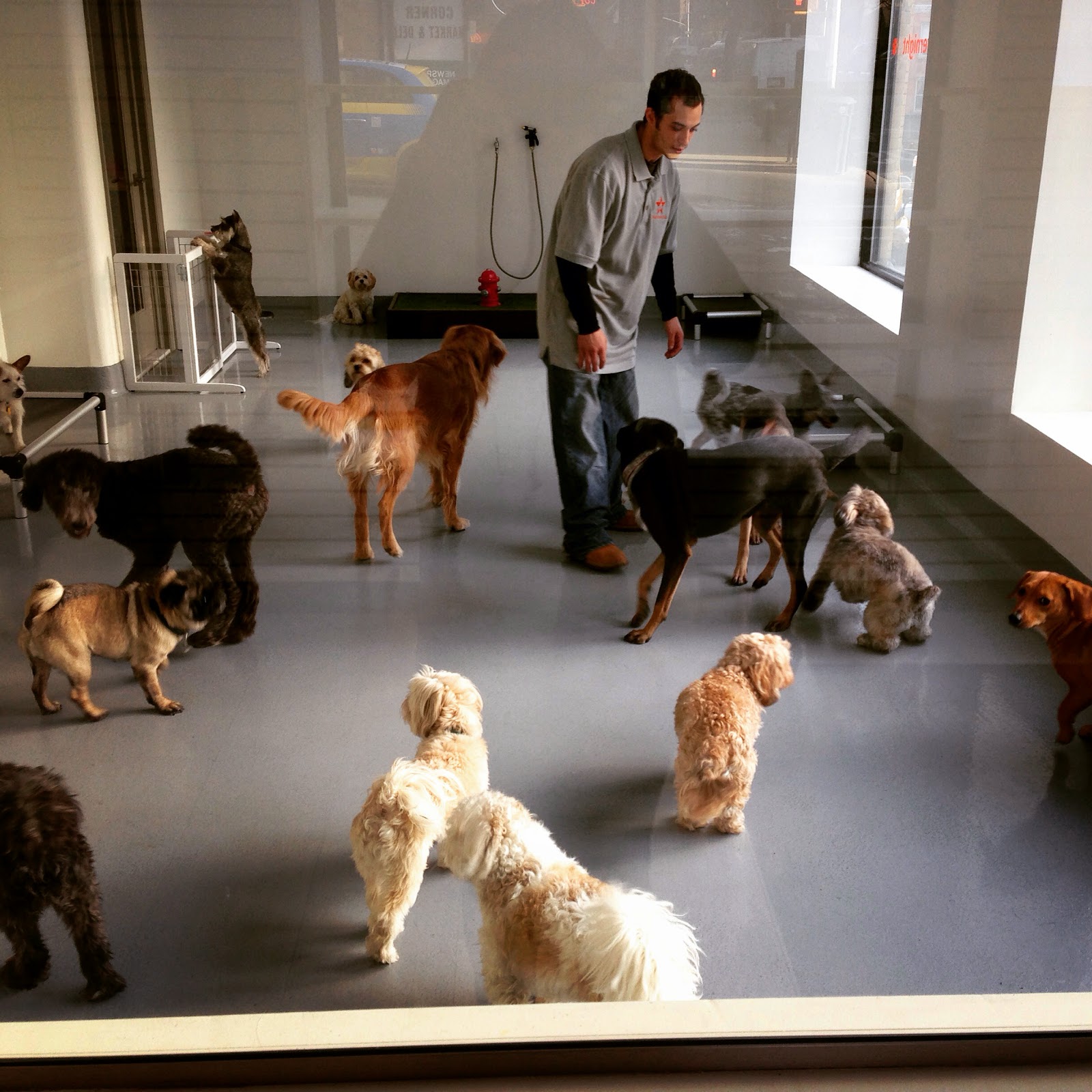 Photo of Dog Room Club | Dog DayCare in New York City, New York, United States - 7 Picture of Point of interest, Establishment, Store