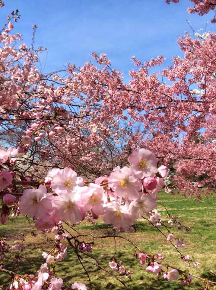 Photo of Branch Brook Park in Newark City, New Jersey, United States - 6 Picture of Point of interest, Establishment, Park