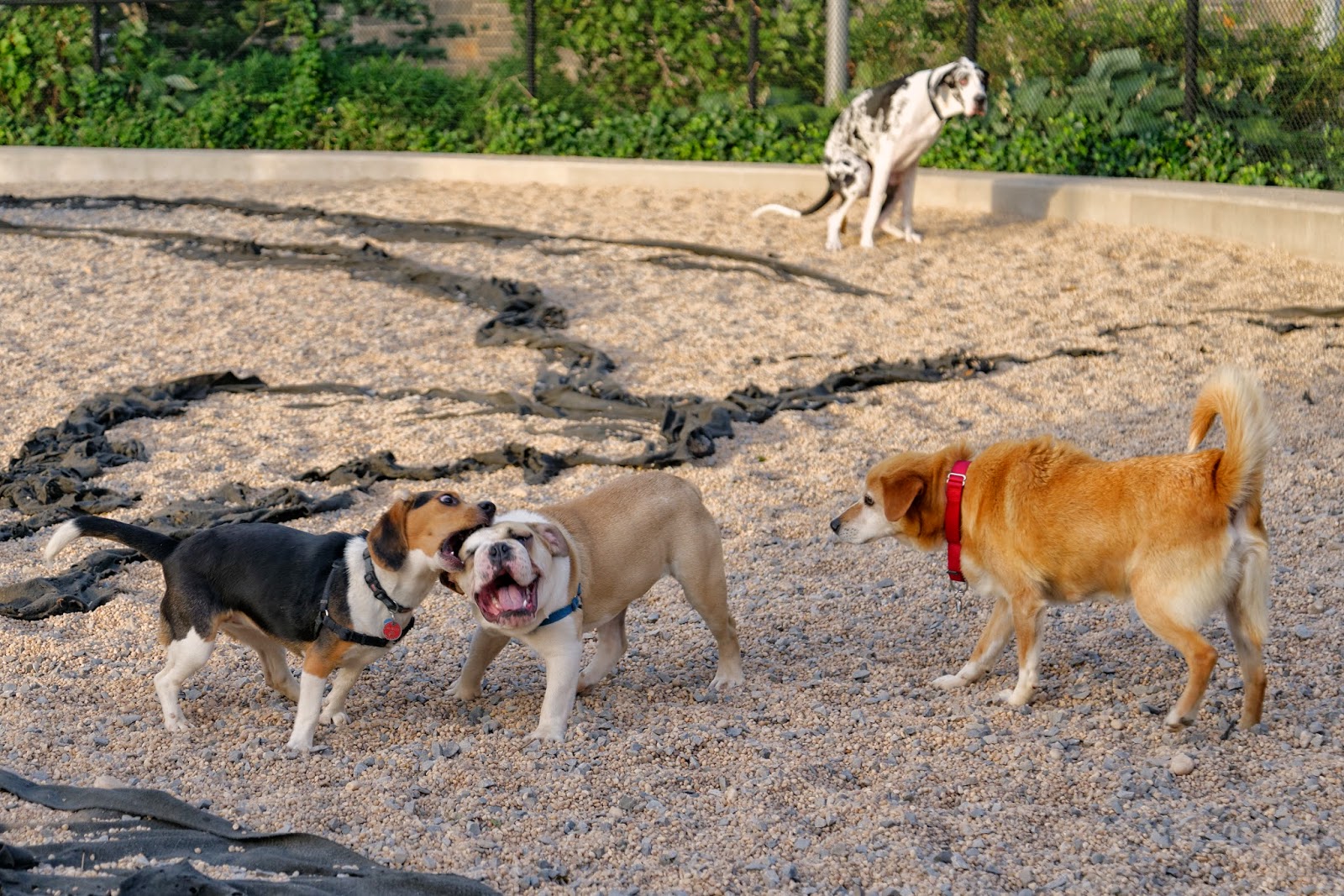 Photo of Pier 6 Dog Run in Brooklyn City, New York, United States - 2 Picture of Point of interest, Establishment, Park