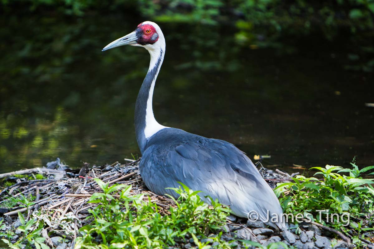 Photo of World of Birds in Bronx City, New York, United States - 6 Picture of Point of interest, Establishment