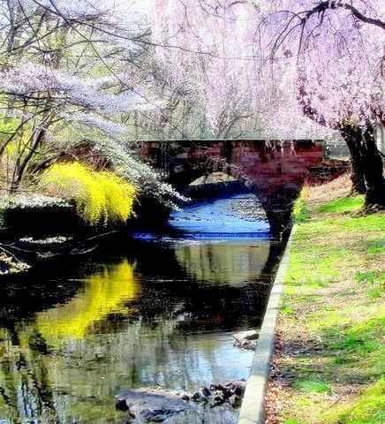 Photo of Branch Brook Park in Newark City, New Jersey, United States - 8 Picture of Point of interest, Establishment, Park