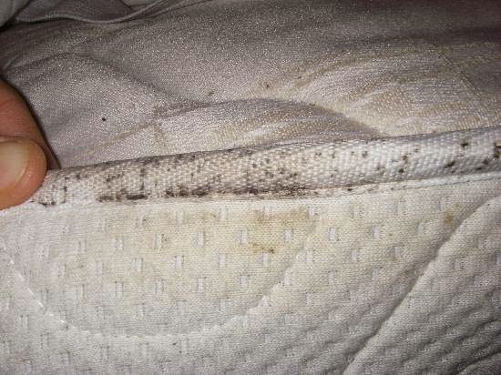 Photo of Bed Bug in New York City in New York City, New York, United States - 4 Picture of Point of interest, Establishment, Store, Home goods store