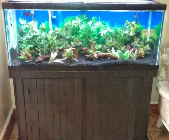 Photo of Aquarium Stands and Canopies in Queens City, New York, United States - 3 Picture of Point of interest, Establishment, Store, General contractor, Pet store