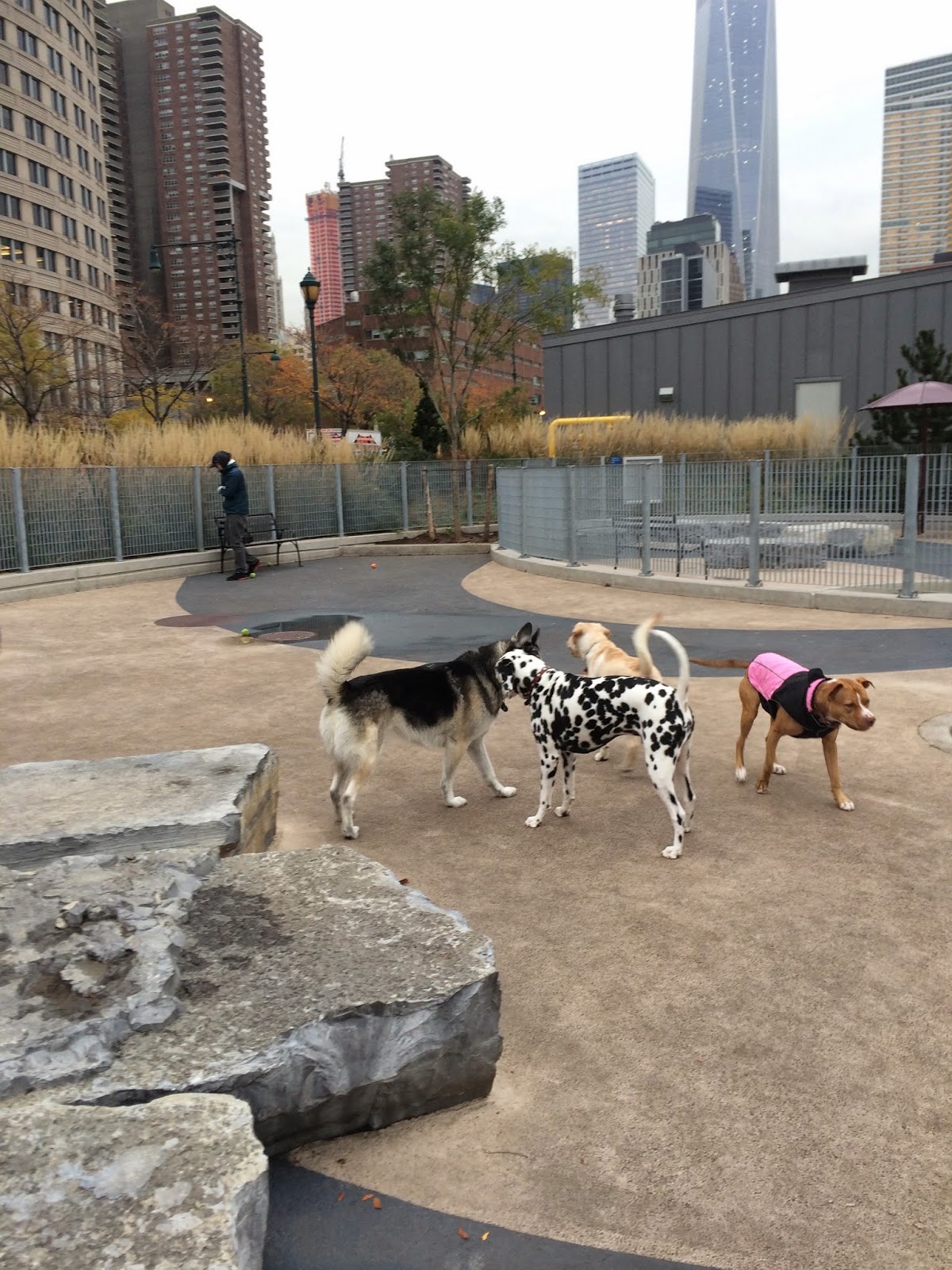 Photo of Tribeca Dog Walking in New York City, New York, United States - 2 Picture of Point of interest, Establishment