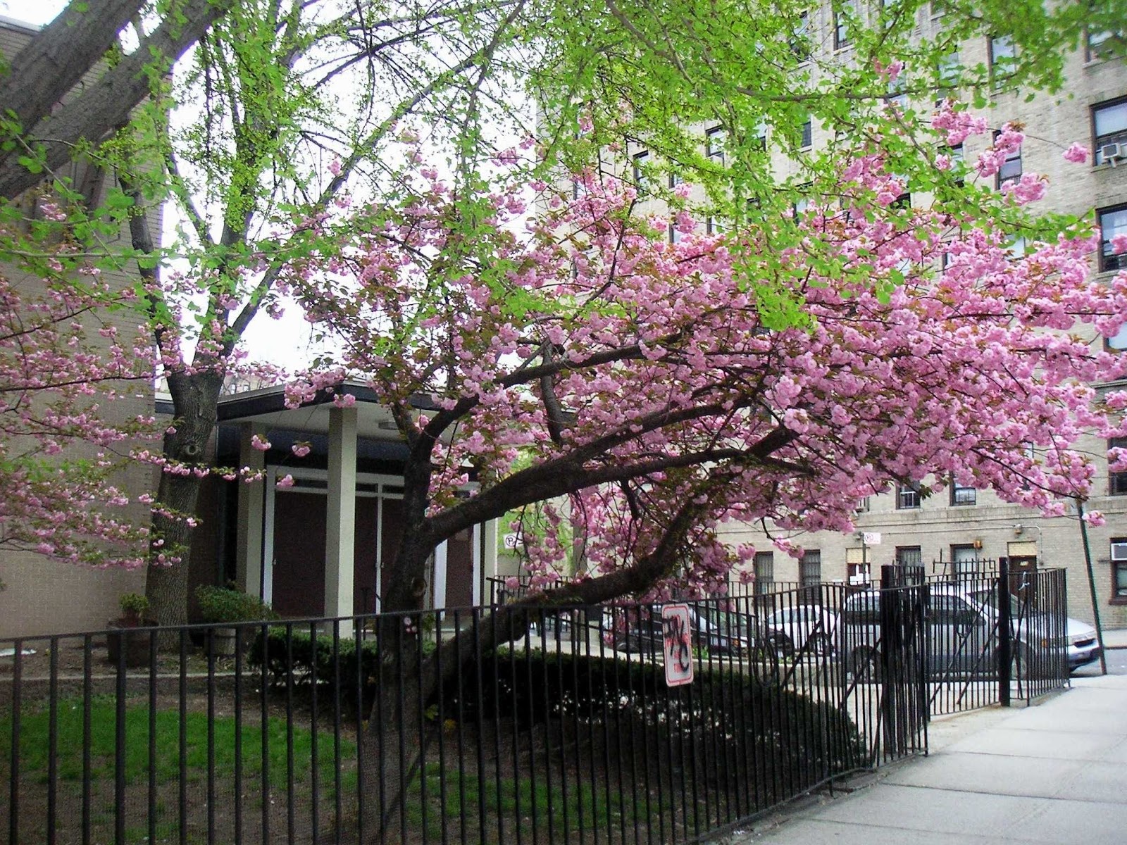 Photo of Mount Sinai Jewish Center in New York City, New York, United States - 1 Picture of Point of interest, Establishment, Church, Place of worship, Synagogue