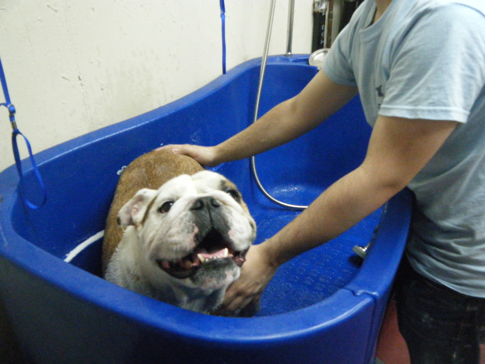 Photo of Doggedly Devoted - A Harlem Dog Daycare and Training Facility in New York City, New York, United States - 7 Picture of Point of interest, Establishment