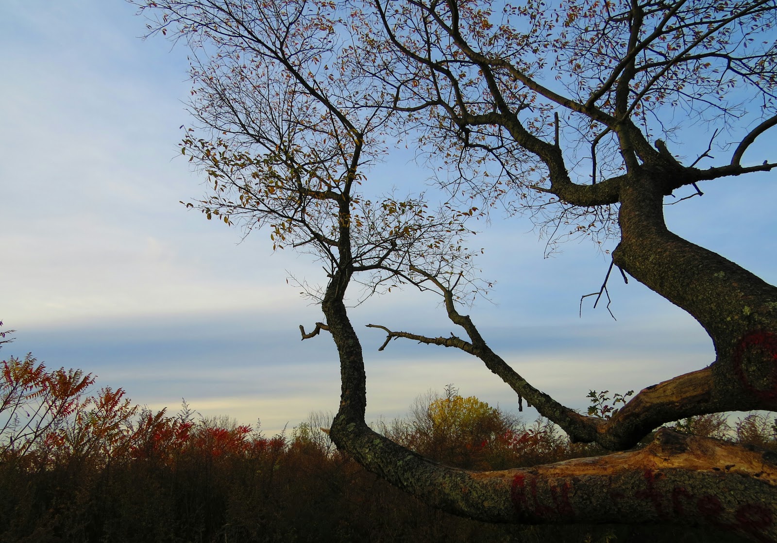 Photo of Marine Park in Brooklyn City, New York, United States - 5 Picture of Point of interest, Establishment, Park