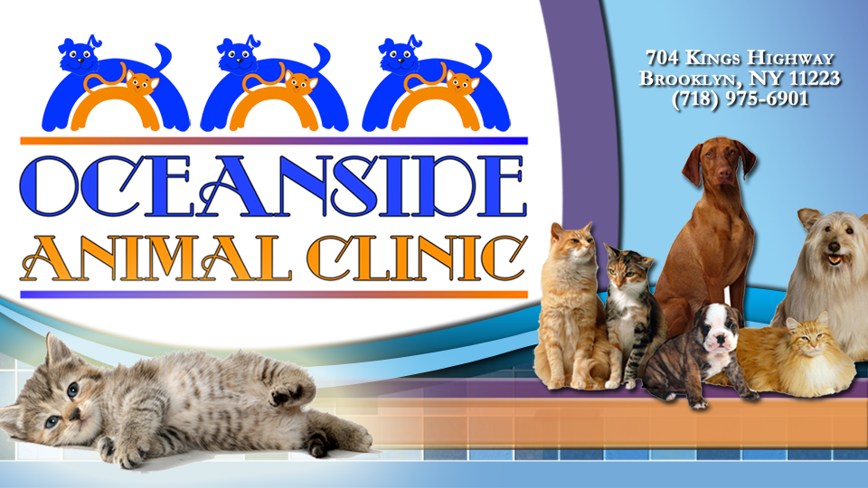 Photo of Oceanside Animal Clinic in Kings County City, New York, United States - 2 Picture of Point of interest, Establishment, Store, Health, Pet store, Veterinary care