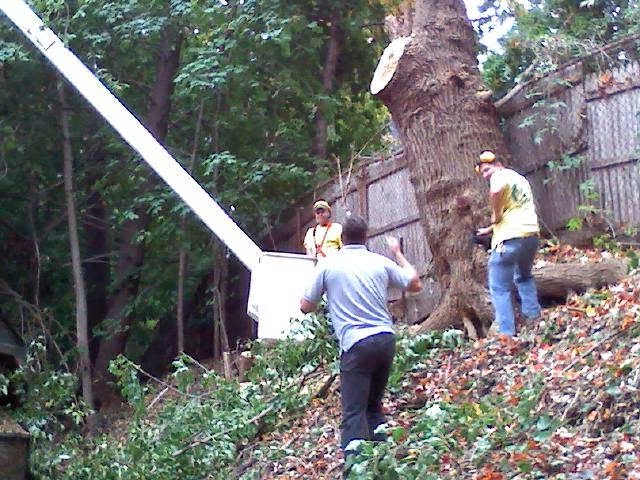 Photo of AAW Cousins Tree Service in Englewood City, New Jersey, United States - 4 Picture of Point of interest, Establishment