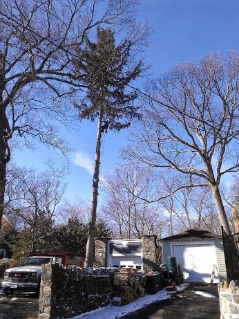 Photo of Juan Concha Arborist Service in New Rochelle City, New York, United States - 2 Picture of Point of interest, Establishment, General contractor