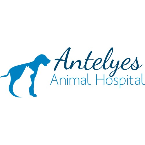 Photo of Antelyes Animal Hospital in Flushing City, New York, United States - 6 Picture of Point of interest, Establishment, Veterinary care