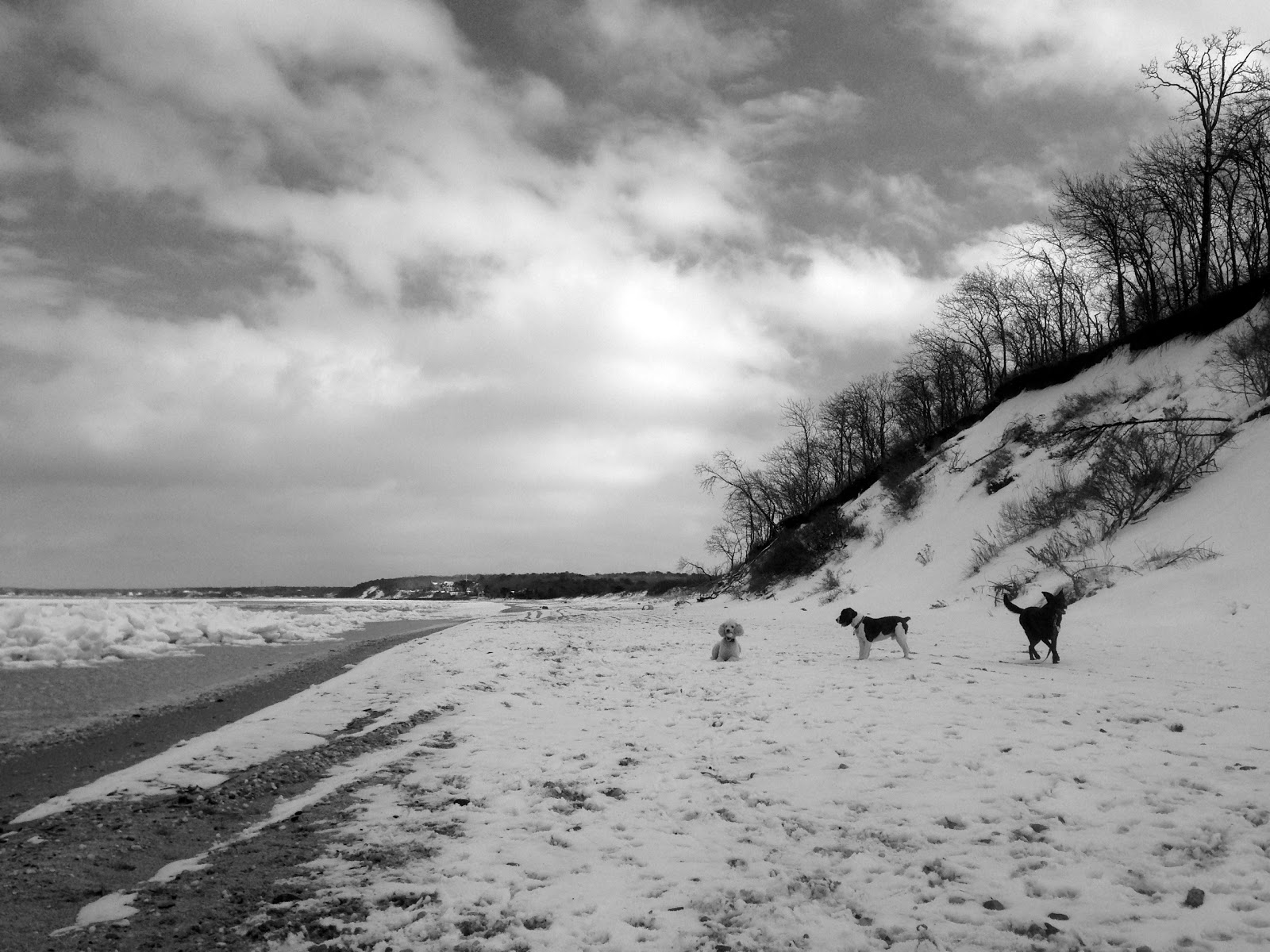 Photo of Brooklyn Dog Walk in Kings County City, New York, United States - 7 Picture of Point of interest, Establishment