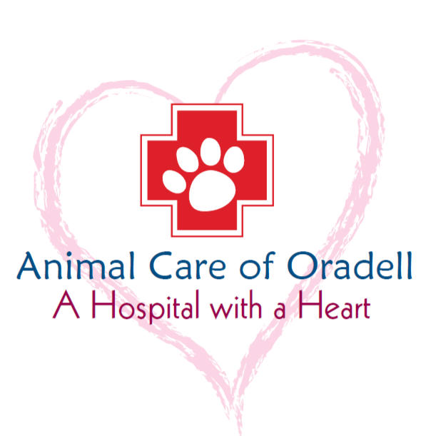 Photo of Animal Care of Oradell in Oradell City, New Jersey, United States - 5 Picture of Point of interest, Establishment, Health, Veterinary care