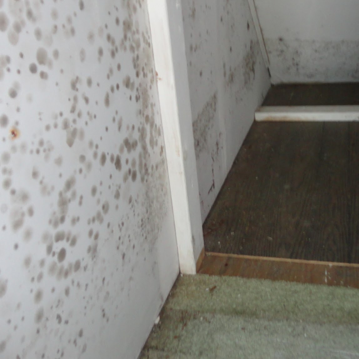 Photo of PrimeAire Mold Removal Specialist in New York City, New York, United States - 1 Picture of Point of interest, Establishment, General contractor