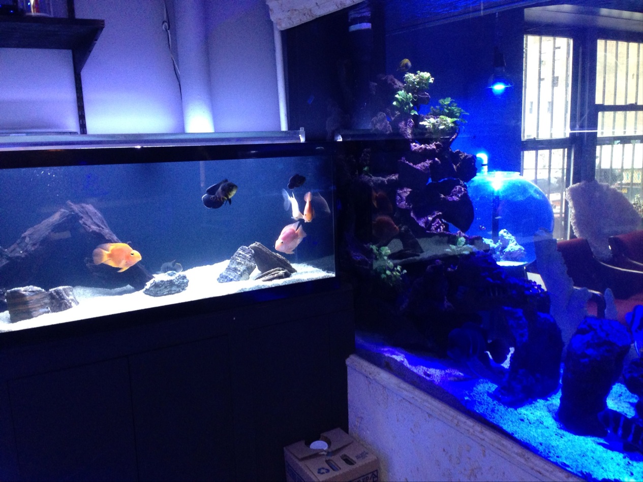 Photo of Manhattan Aquariums in New York City, New York, United States - 9 Picture of Point of interest, Establishment, Store, Pet store