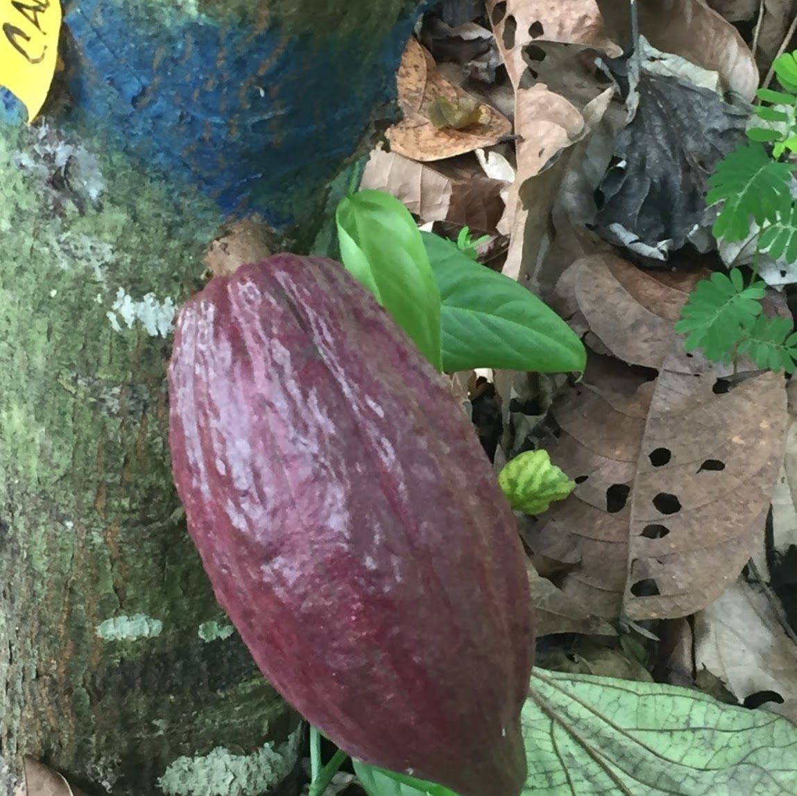 Photo of Cacao Connexion in Maspeth City, New York, United States - 1 Picture of Food, Point of interest, Establishment