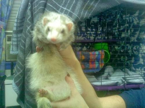 Photo of Hudson Valley Ferret Rescue in North Arlington City, New Jersey, United States - 4 Picture of Point of interest, Establishment, Fire station