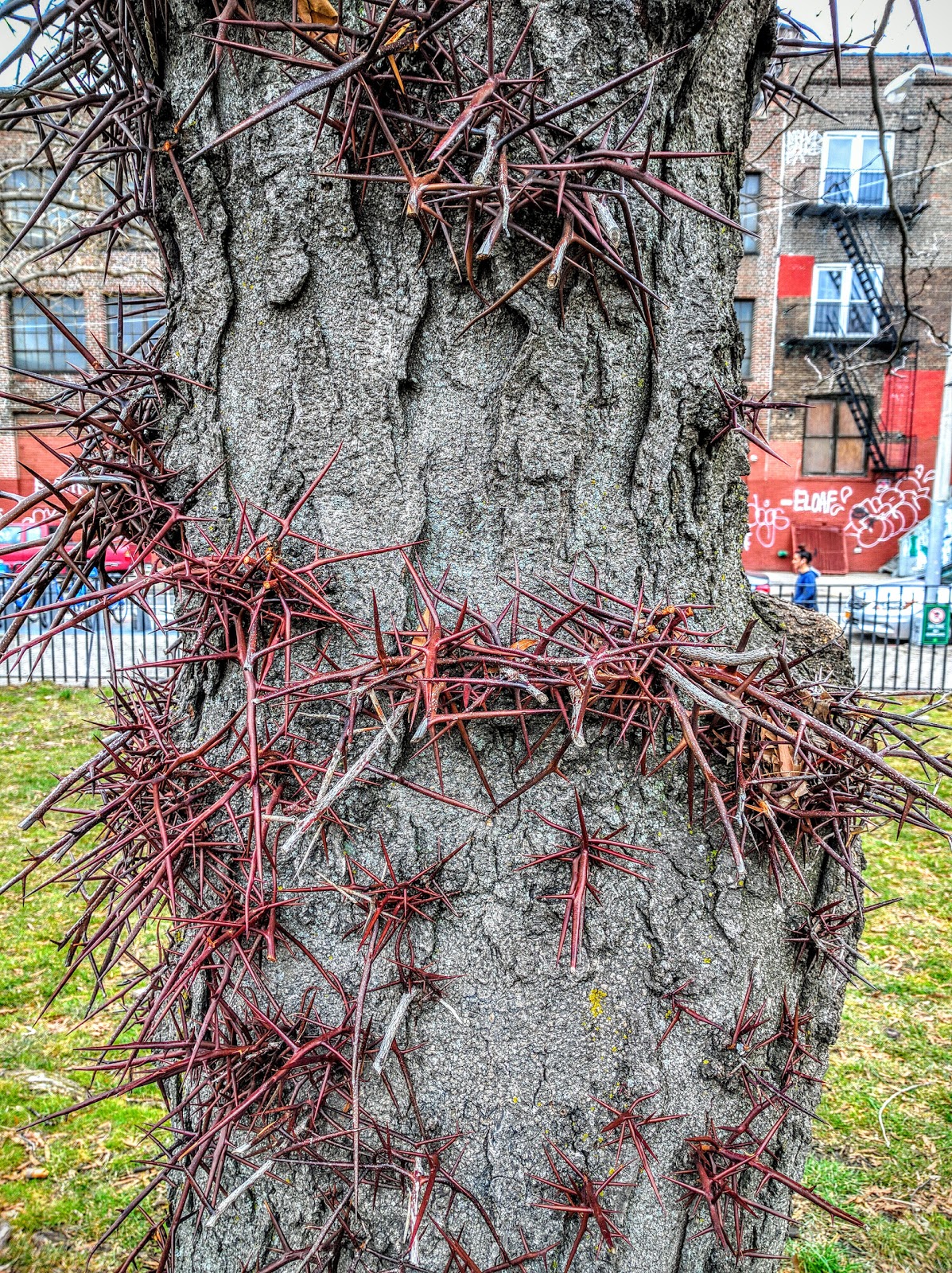 Photo of McCarren Playground in New York City, New York, United States - 2 Picture of Point of interest, Establishment