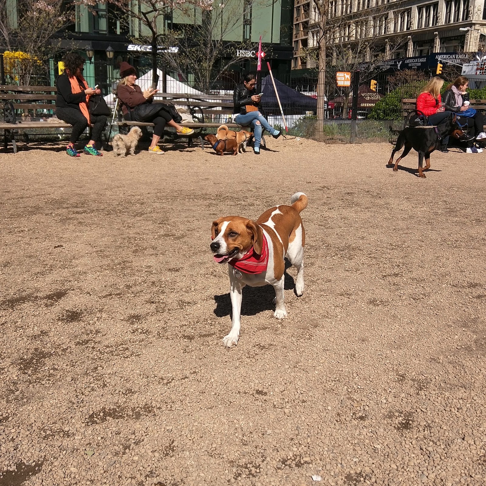 Photo of Herbert Von King Park Dog Run in Kings County City, New York, United States - 2 Picture of Point of interest, Establishment, Park