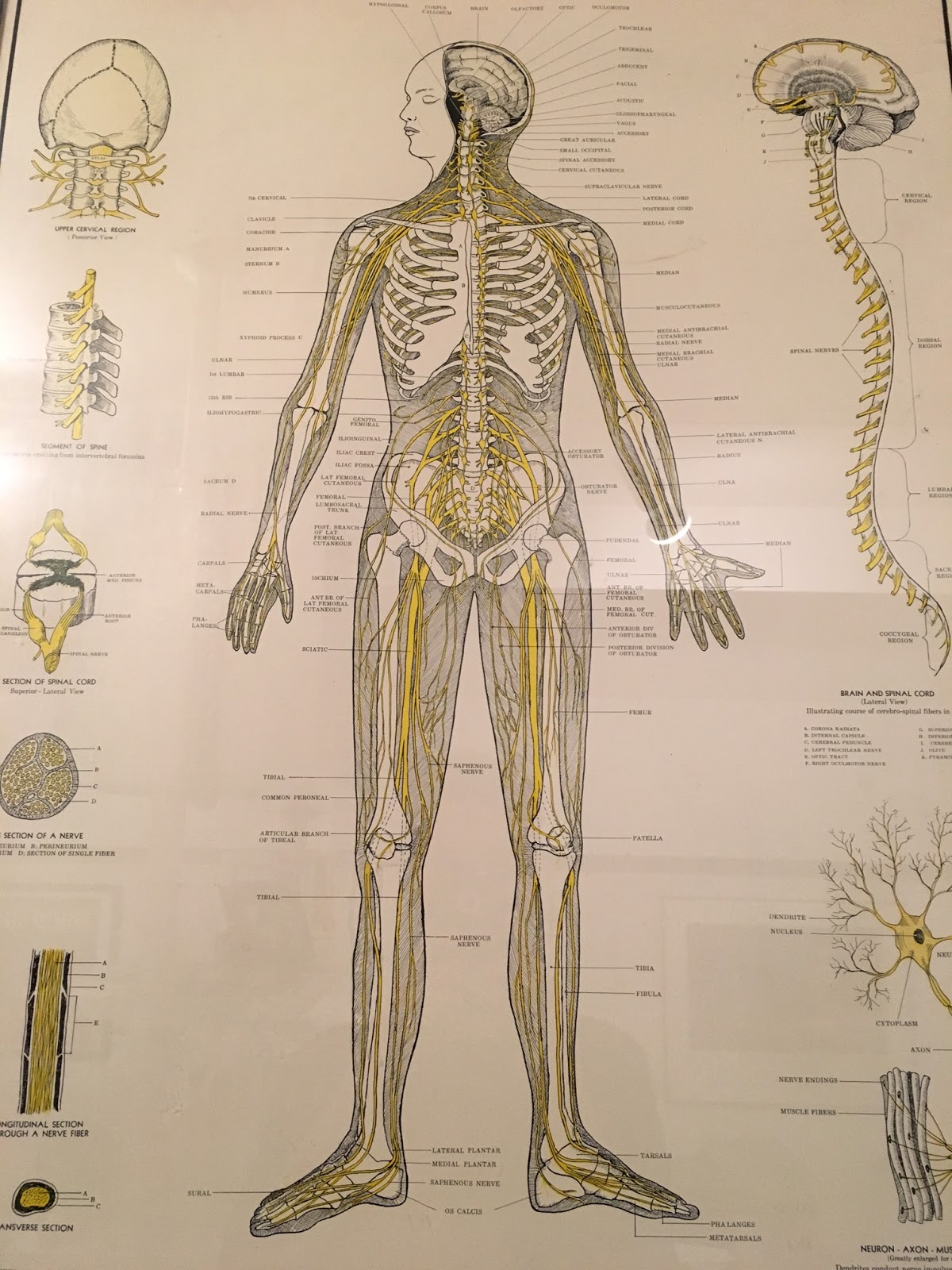 Photo of House of Chiropractic in Kings County City, New York, United States - 1 Picture of Point of interest, Establishment, Health