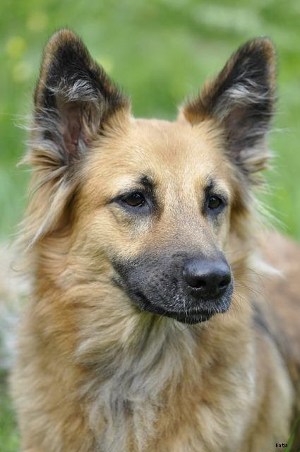 Photo of Leandro Araujo - Dog Walker in New York City, New York, United States - 9 Picture of Point of interest, Establishment