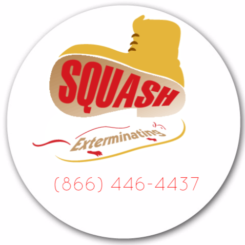 Photo of Squash Exterminating LLC in Kings County City, New York, United States - 2 Picture of Point of interest, Establishment, Store, Home goods store