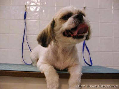 Photo of Pet Star Grooming in Queens City, New York, United States - 6 Picture of Point of interest, Establishment
