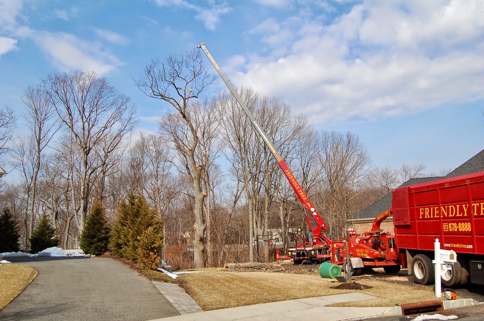 Photo of Friendly Tree Service- Fine Pruning of Trees and Shrubs in Montclair City, New Jersey, United States - 1 Picture of Point of interest, Establishment