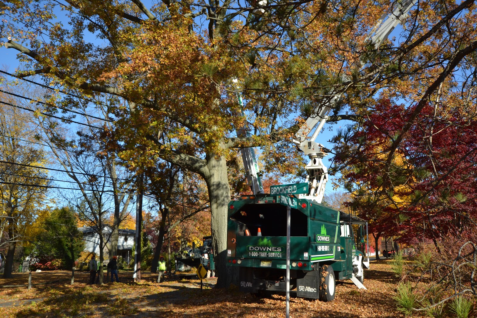 Photo of Downes Tree Service, Inc. in Hawthorne City, New Jersey, United States - 1 Picture of Point of interest, Establishment