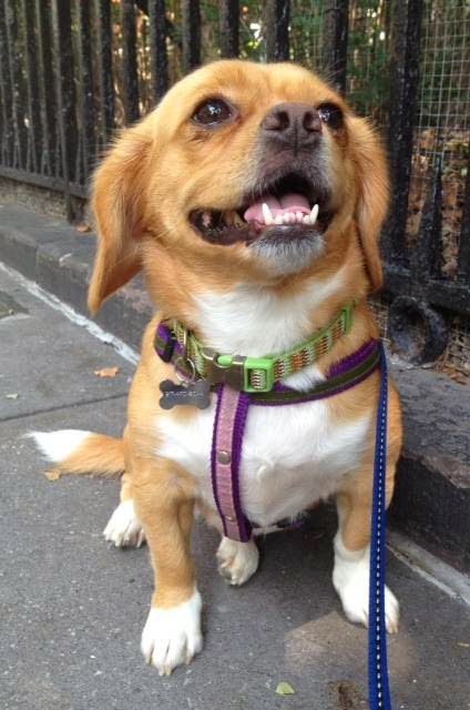 Photo of Smiley Pets in New York City, New York, United States - 3 Picture of Point of interest, Establishment