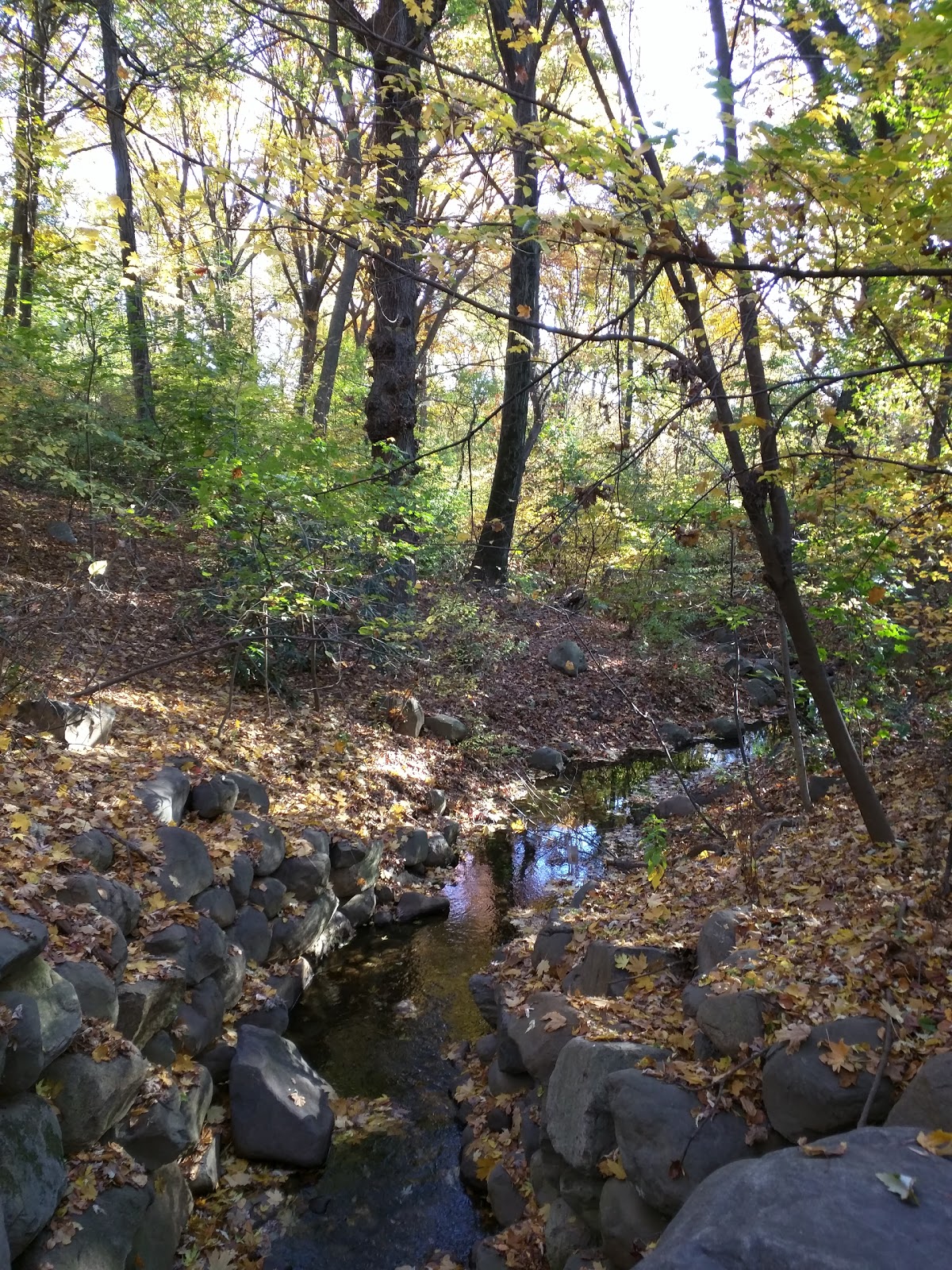 Photo of Prospect Park - Ravine in Kings County City, New York, United States - 10 Picture of Point of interest, Establishment, Park, Natural feature